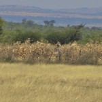 IMG_7706